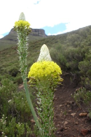 Bulbine narcissifolia